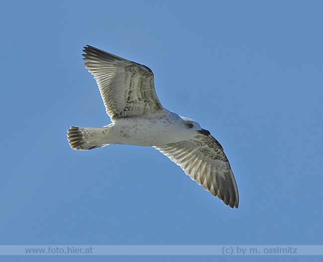 Möwe in Grado!