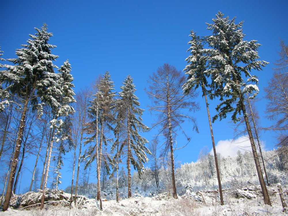 Bäume in der Höhe