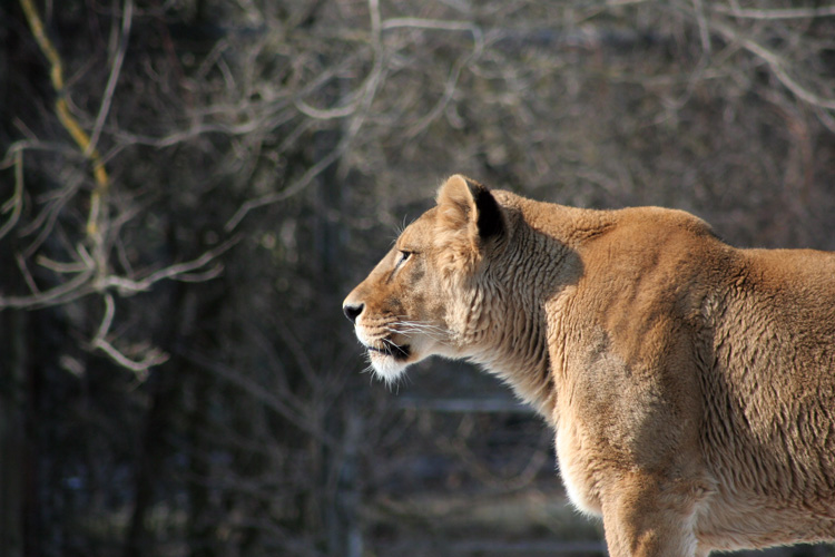 Löwe im Augsburger Zoo