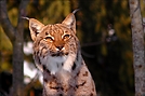 Luchs in der Abendsonne