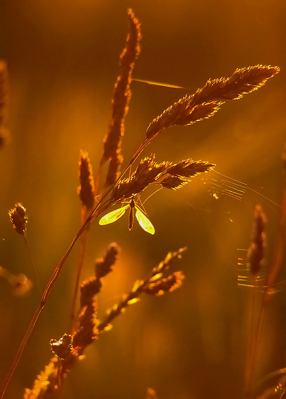 Schnake im Abendlicht