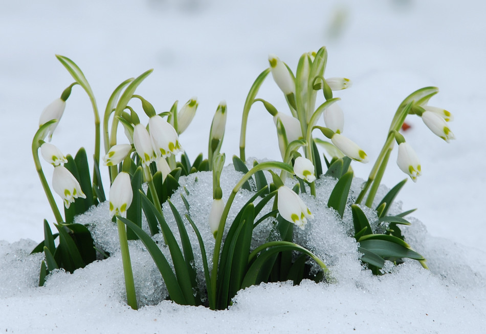 Frühling ??? - Frühling !!!