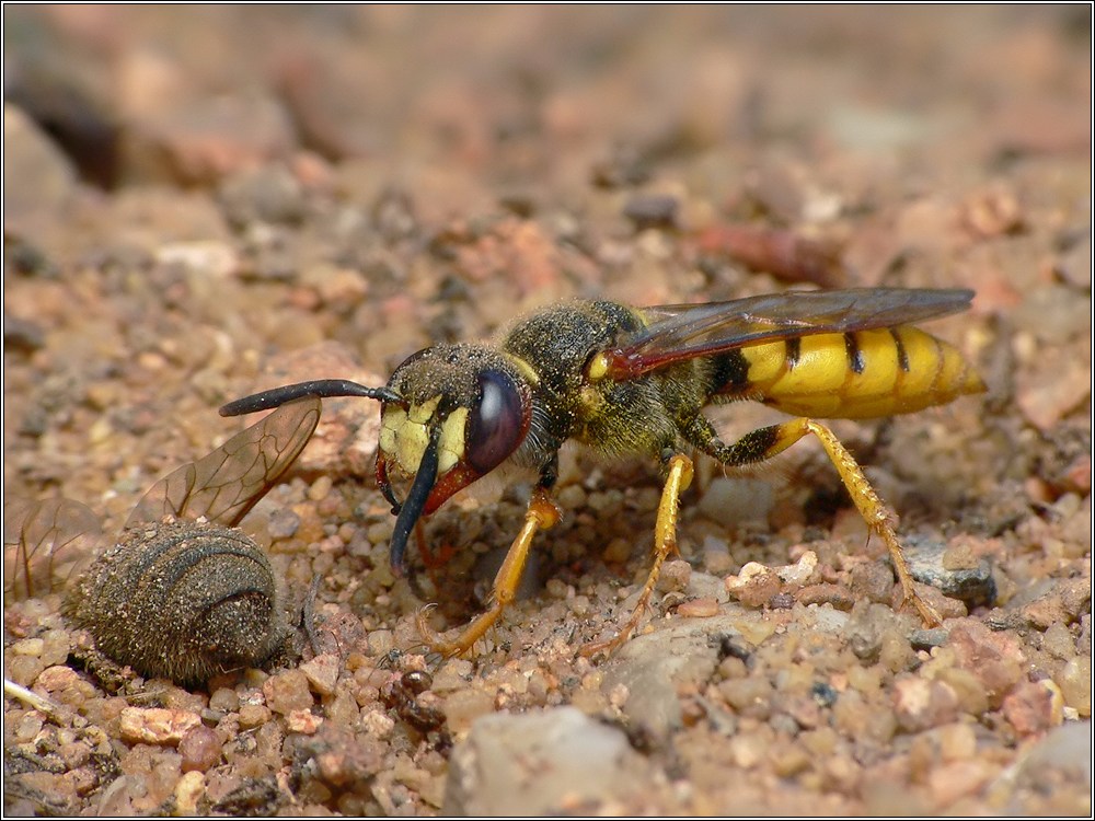 Bienenwolf (Philanthus triangulum) ND