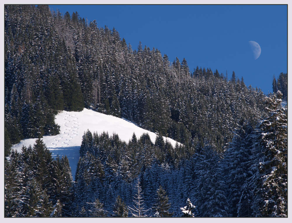 Mond, Wald und Schnee