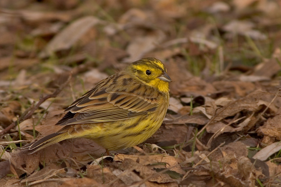 Goldammer (Emberiza citrinella) (ND)