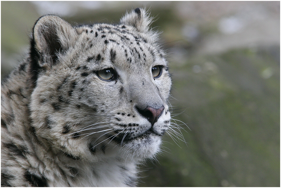 Portrait eines Schneeleoparden