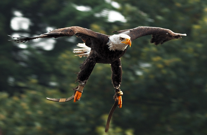 ...weißkopf seeadler im anflug...