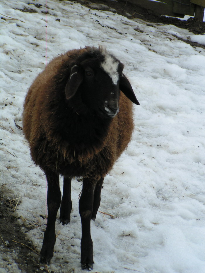 Mette im Schnee