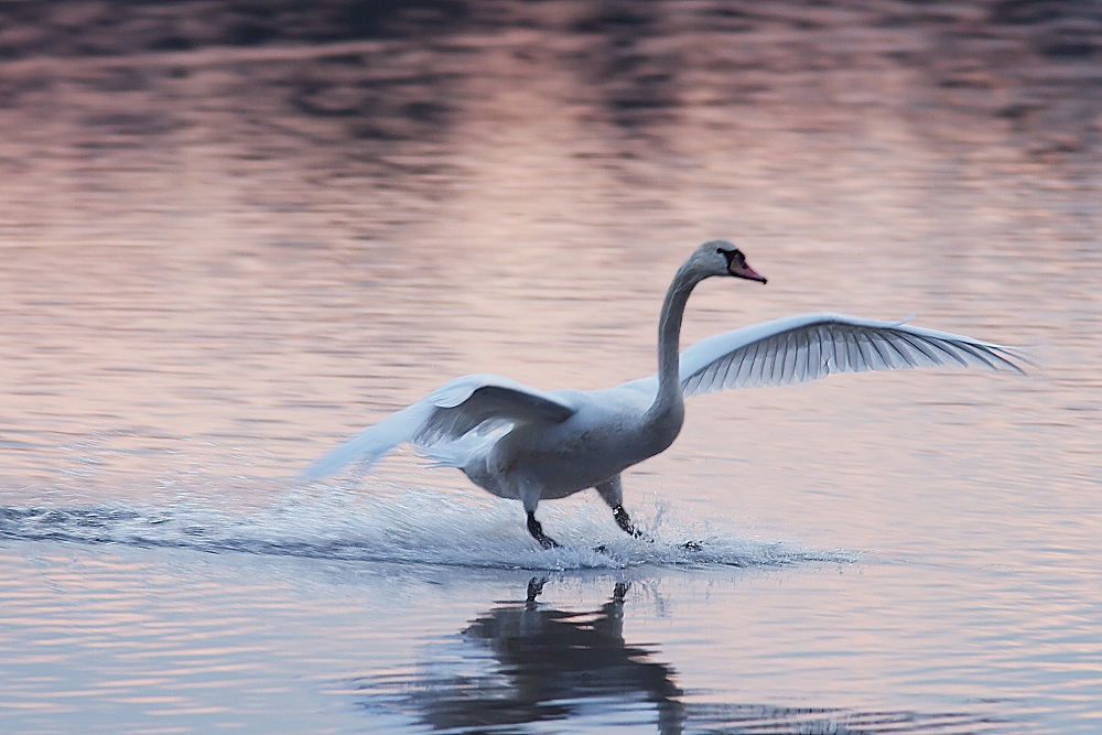 Schwan [ND]