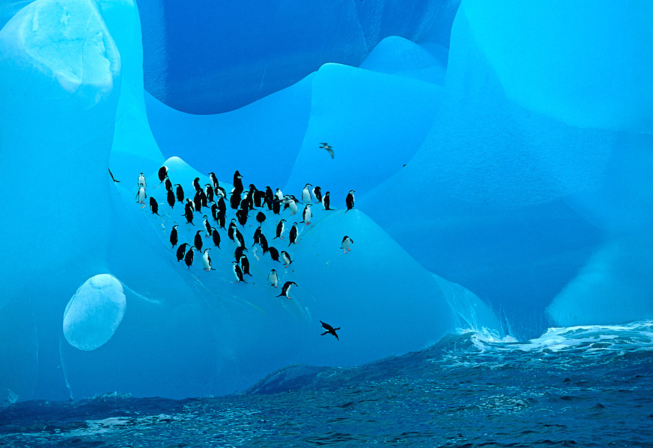 Kehlstreifpinguine auf blauem Eisberg ND