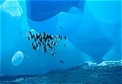 Kehlstreifpinguine auf blauem Eisberg ND