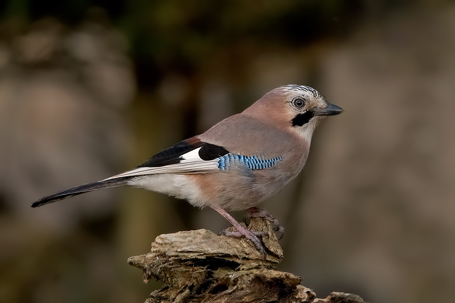 Eichelhäher (Garrulus glandarius) (ND)