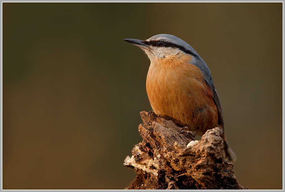 Kleiber (Sitta europaea)