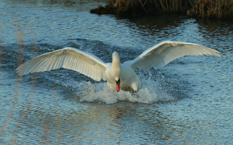 ND Schwan
