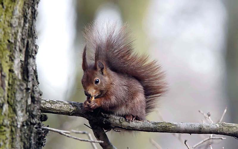Eichhörnchen