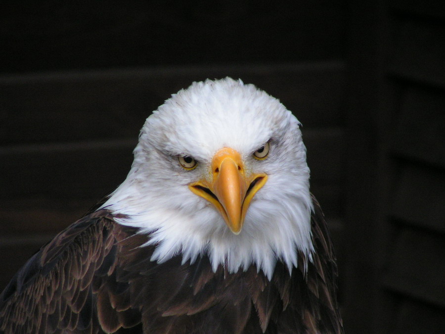 Weißkopfseeadler in Helllenthal