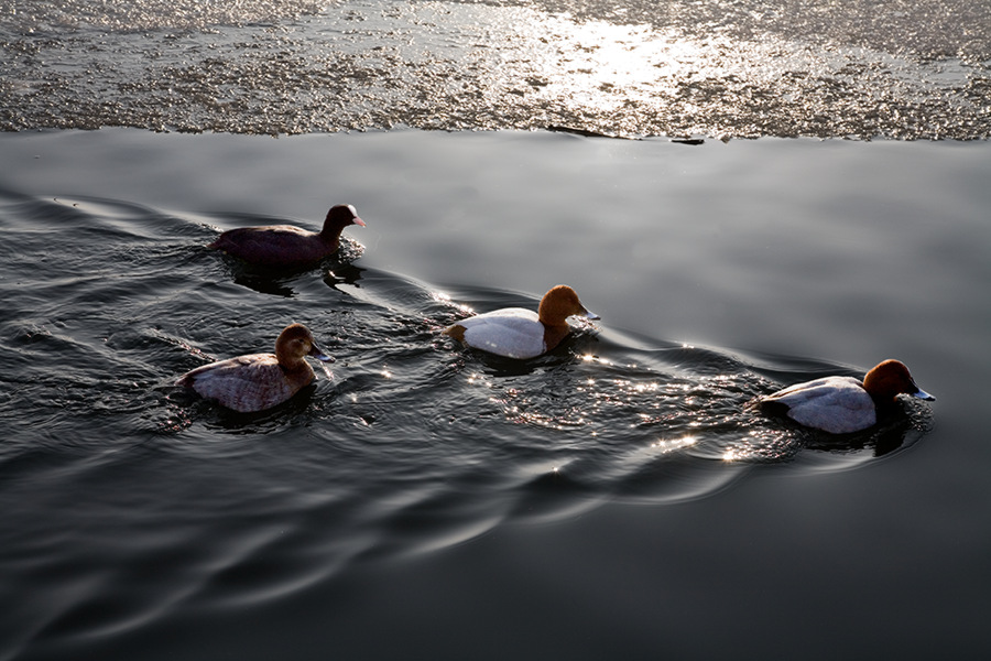 Enten in Formation (ND, EBV)