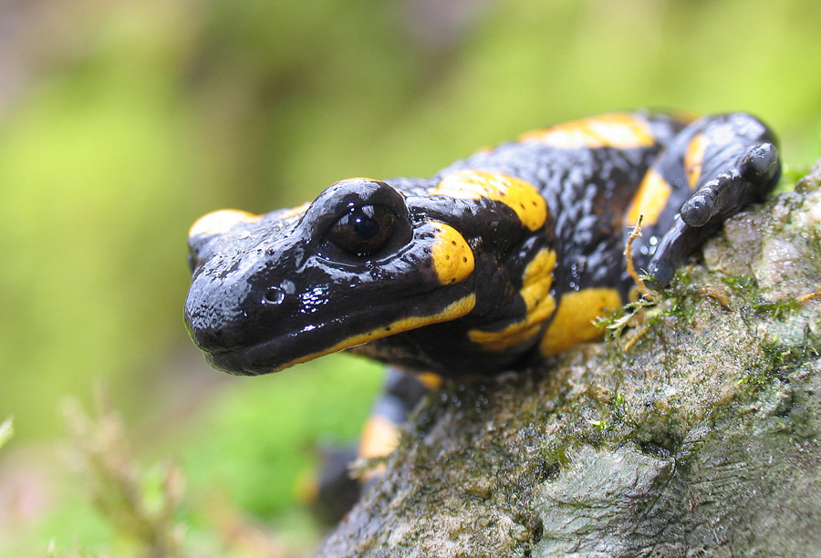 Feuersalamander ND