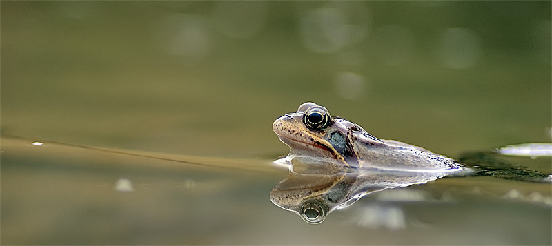 Grasfrosch