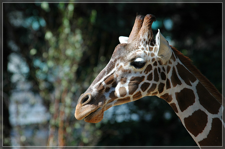 giraffe