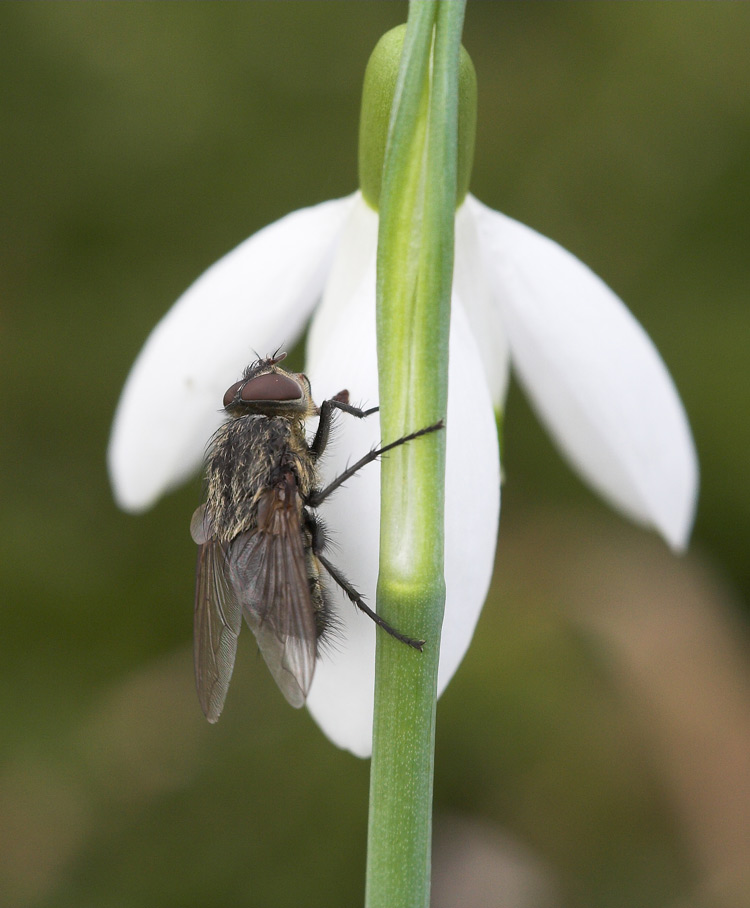 Frühlingsfliege