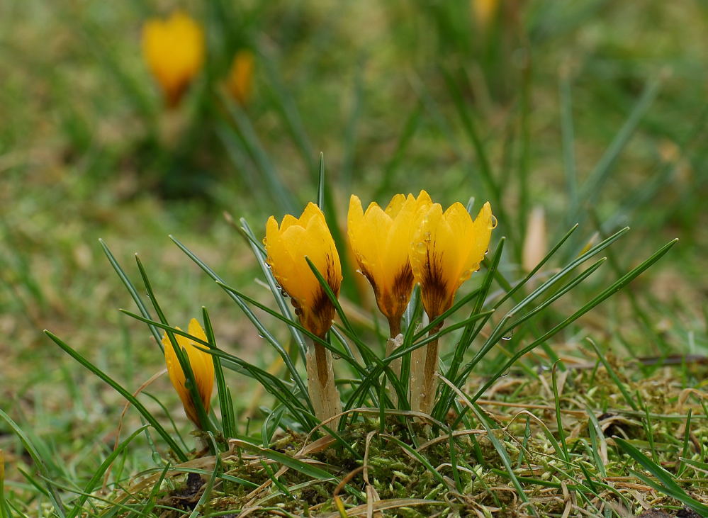 Nach dem Regen  II