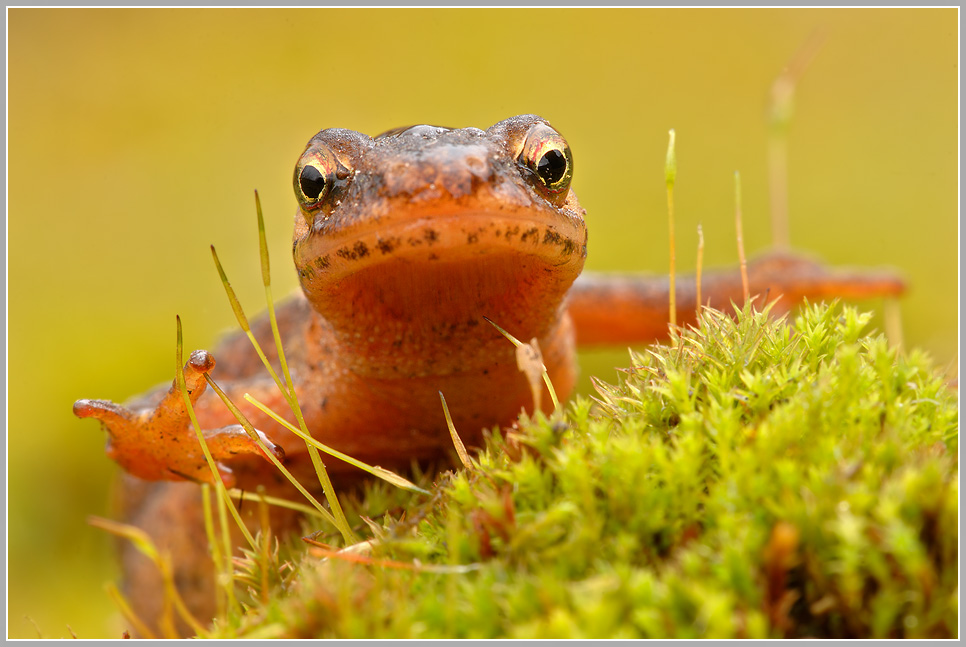 Teichmolch (Triturus vulgaris)