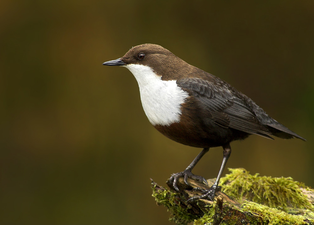 wasseramsel (ND)