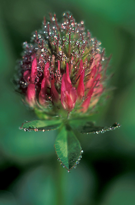 Rotklee (Trifolium pratense)