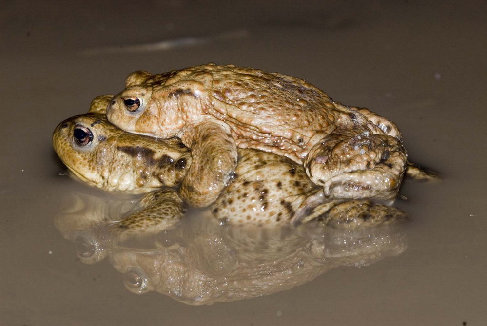 Erdkröte / Bufo bufo