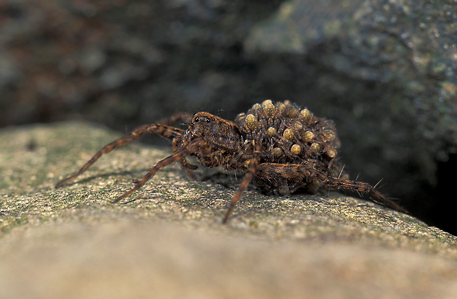 Weibchen der Wolfsspinne (Paradosa spec.) mit Juntieren