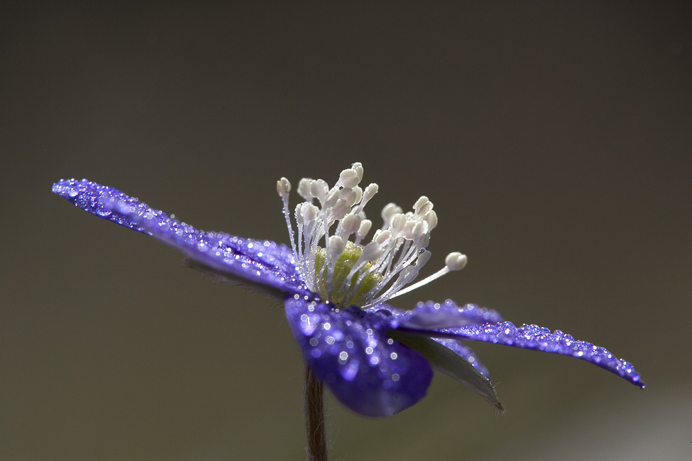 Leberblümchen, KD