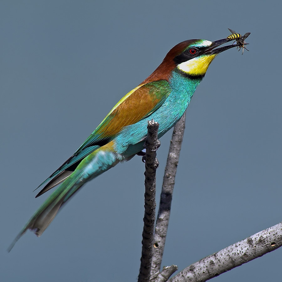 Guêpier...    (ND)