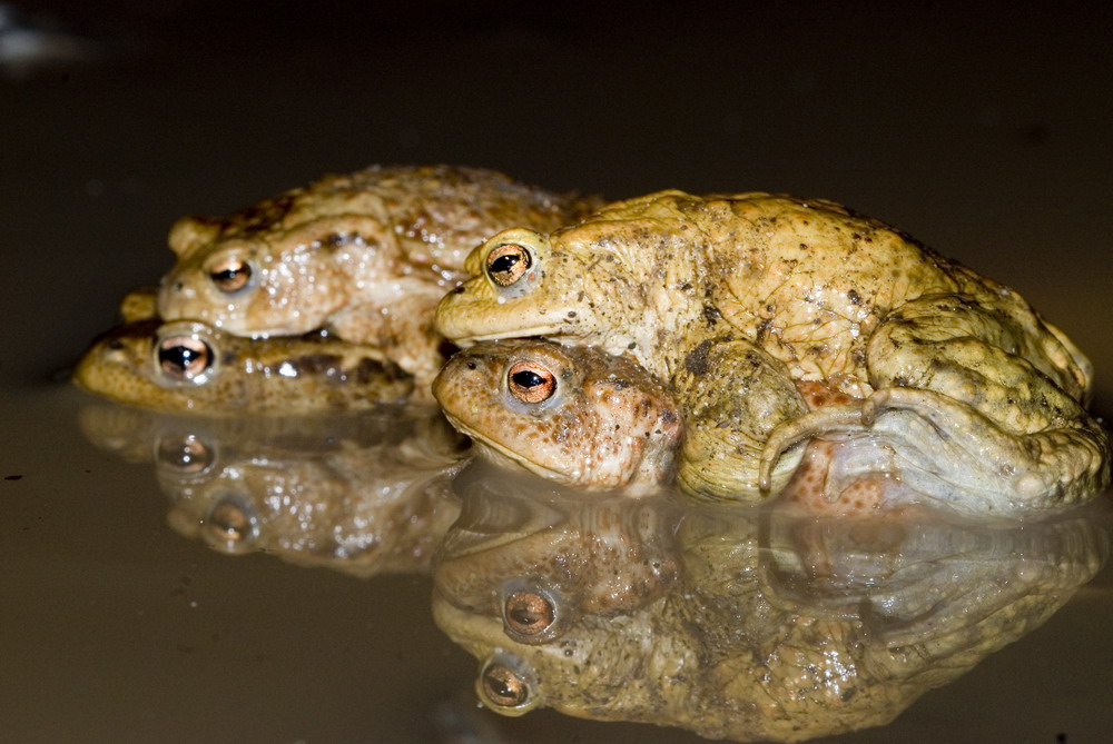 Erdkröte Bufo bufo