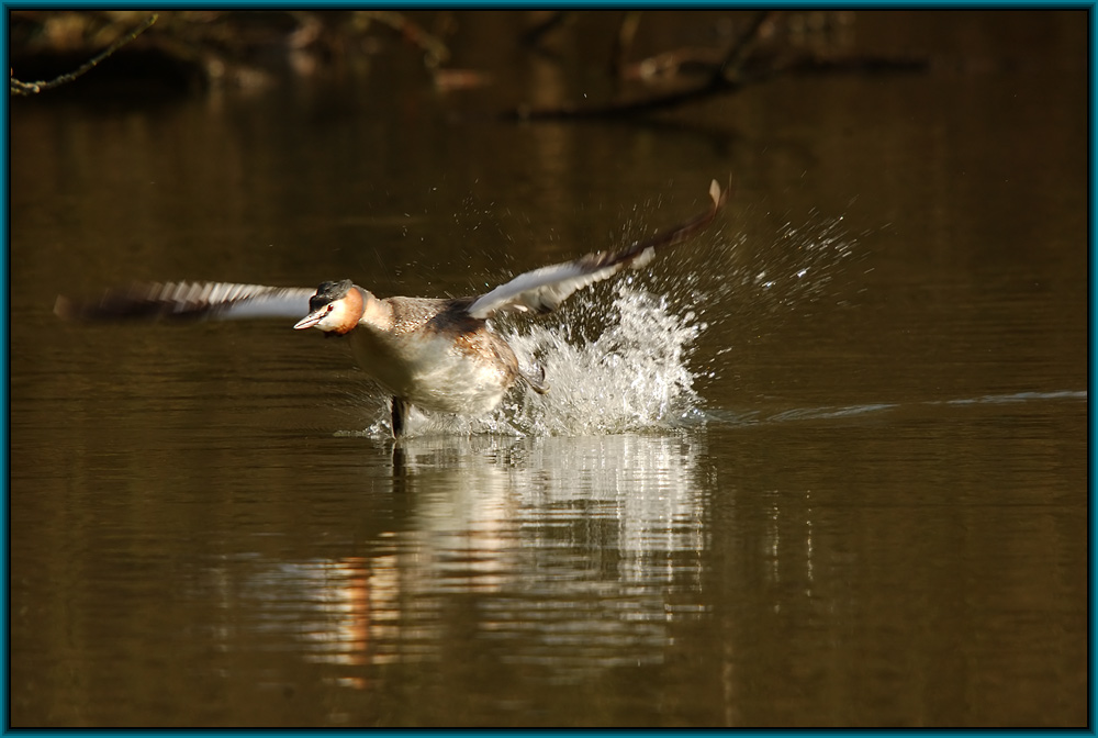Haubentaucher (Podiceps cristatus)