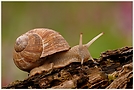 Weinbergschnecke (Helix pomatia Linnaeus)