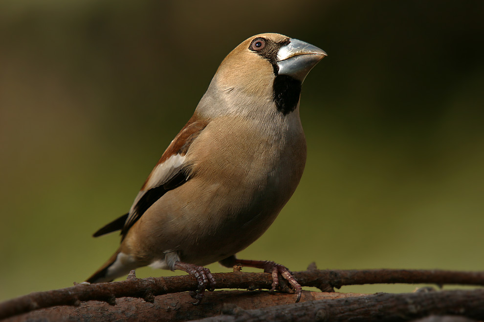 Kernbeisser (Coccothraustes coccothraustes)