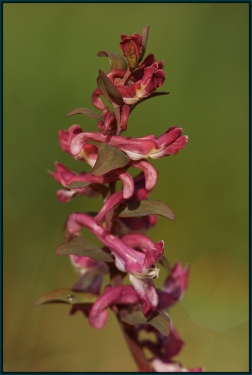 Hohler Lerchensporn (Corydalis cava)