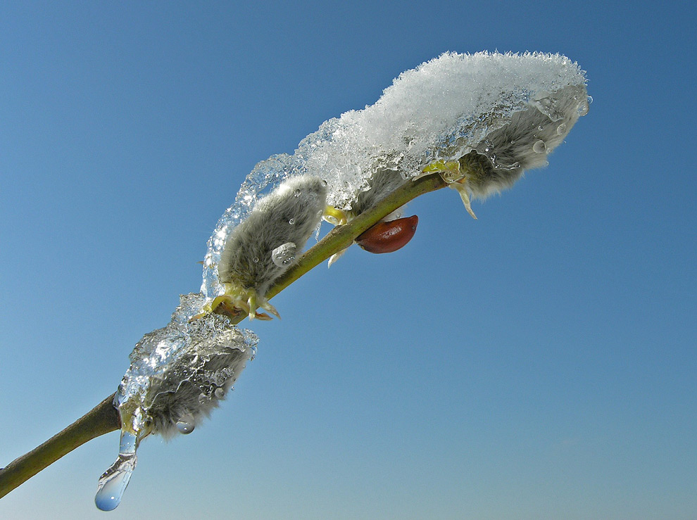zitternder Frühling