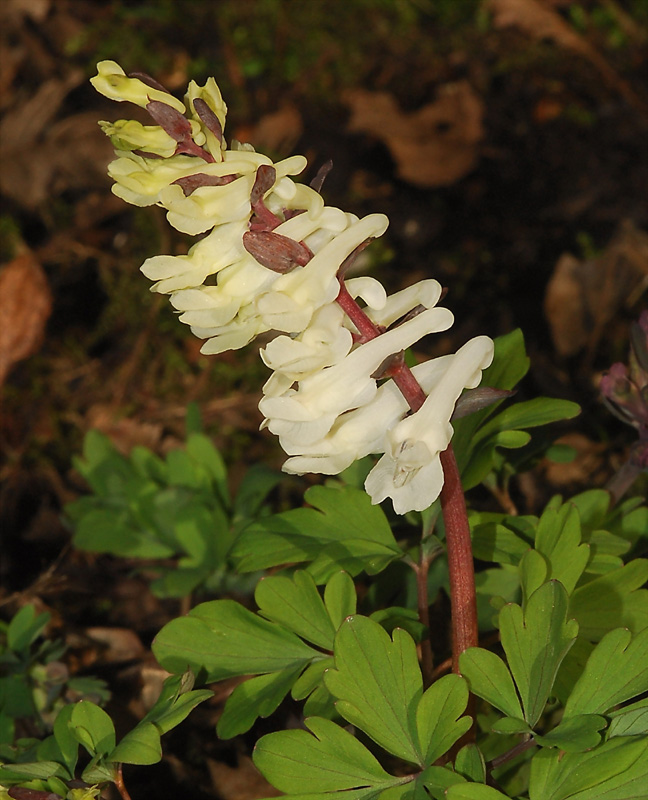 Hohler Lerchensporn ND