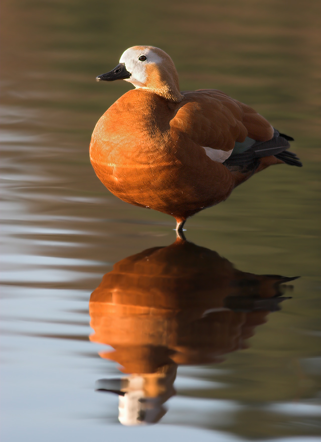 Ruddy Shelduck (ND)