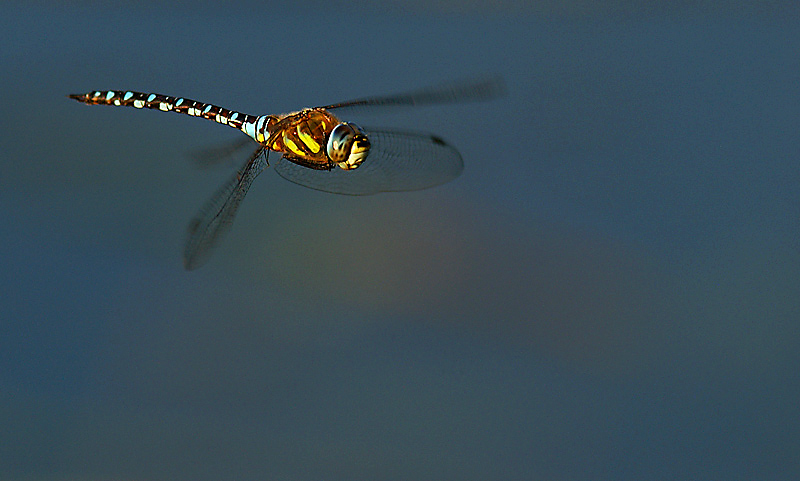 Libellen ... (Forum für Naturfotografen)