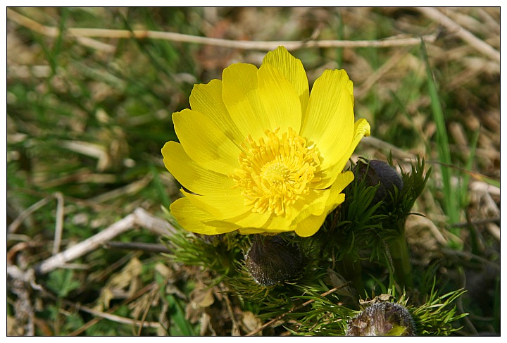 Frühlings-Adonisröschen - ND