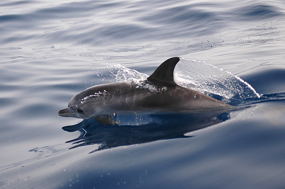 junger Zügeldelfin (Stenella frontalis) ND