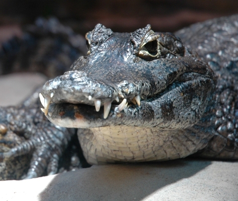 Krokodil im Rostocker Zo