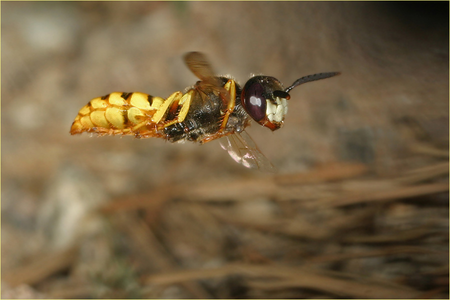 KD Bienenwolf im Flug