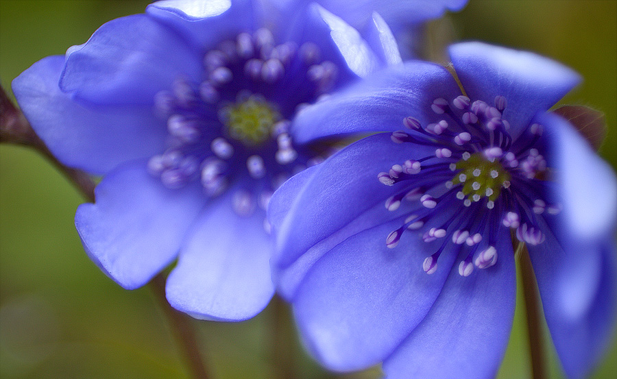 Leberblümchen ND