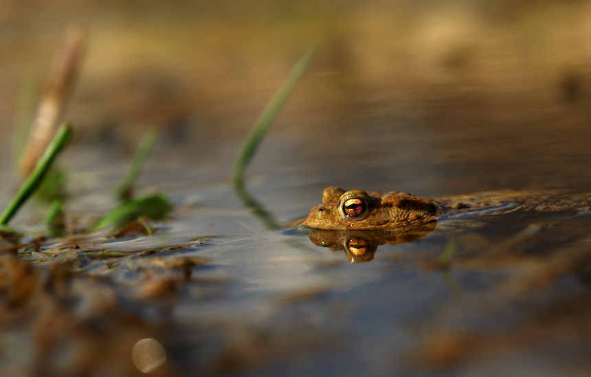 Bufo