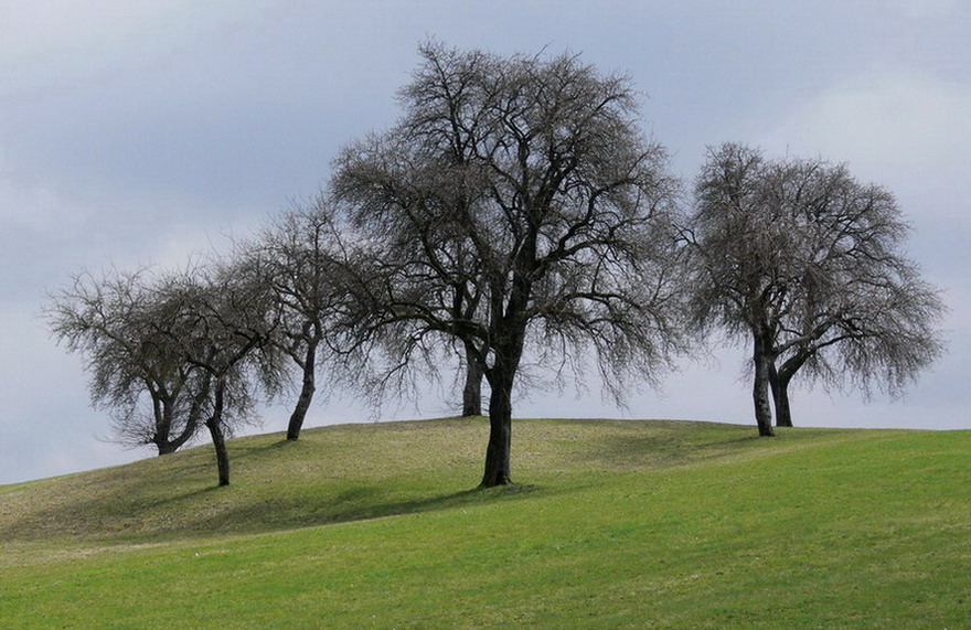 Bäume