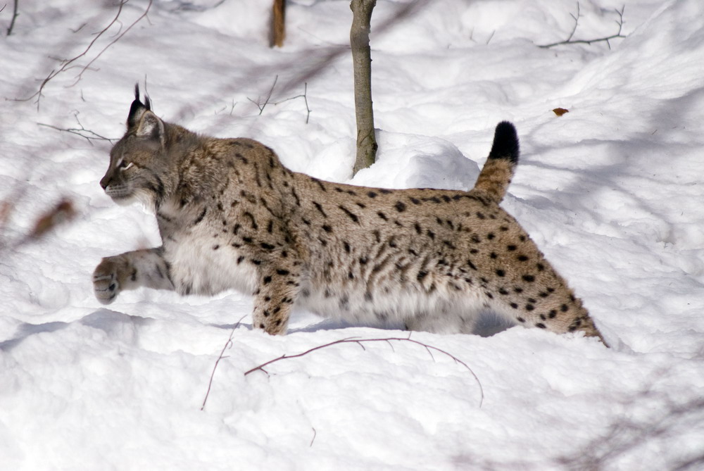 Luchs